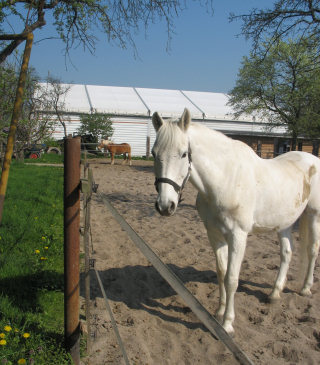Pensionsstall Turnierstall Huth
